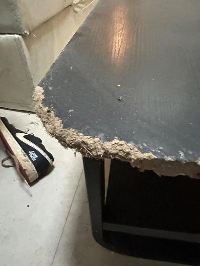 九游平台-女租户失联，房屋散发恶臭被严重损坏，昆明房东报警：损失预估2万以上，她曾自称刚毕业，手头紧；物业：屋内狗彻夜狂叫，邻居曾报警